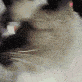 a close up of a cat 's face with a pink light in the background
