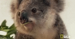 koala eating leaves meme