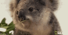 Koala Eating GIF - Koala Eating Leaves GIFs