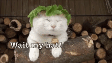 Lettuce Cat GIF - Cat Wait My Hat Sleeping GIFs