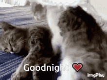Cat Hug Goodnight Love GIF - Cat Hug Goodnight Love GIFs