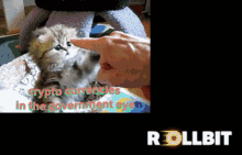 Rollbit Rollbit Casino GIF - Rollbit Rollbit Casino Crypto GIFs