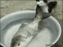 Fis Cat Fish GIF - Fis Cat Fish Fish GIFs