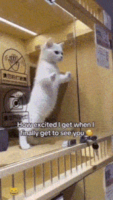 Happy Cat Cute Cat GIF
