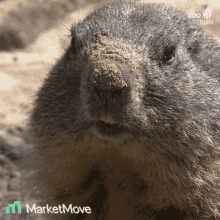 Move Marketmove GIF - Move Marketmove Crypto GIFs