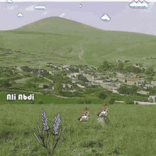 two birds are sitting in a grassy field with the name ali abdi on the bottom right