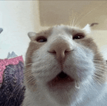 a close up of a cat 's face with a drop of water coming out of its mouth .