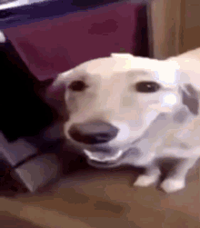 Butter Dog Dog With The Butter GIF - Butter Dog Dog With The Butter The Dog With The Butter On Him GIFs