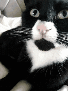 a close up of a black and white cat laying on a bed