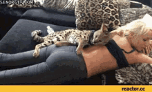 Leopard Massage GIF