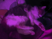 a black and white cat is sleeping in someone 's arms