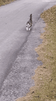 Poczuty Kot GIF - Poczuty Kot Fking Good Cat GIFs