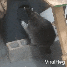 going inside the hole raccoon viralhog entering the hole hiding