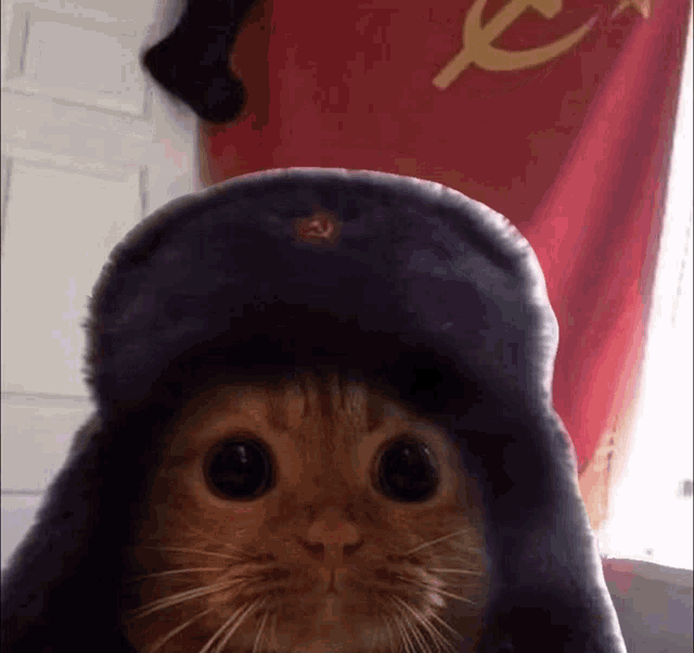 https://media.tenor.com/evoSxqcmKCYAAAAd/soviet-cat-sovicat.gif