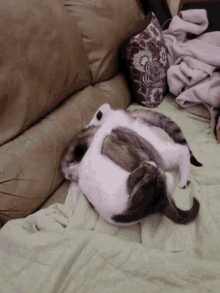 Ferret Bender GIF - Ferret Bender Cat GIFs