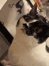 a black and white cat looking up at the camera with a sticker of a cat on the wall behind it