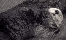 Otter Otters GIF - Otter Otters Sleepy GIFs