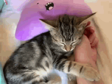 Baby Cat Sleep GIF - Baby Cat Sleep GIFs
