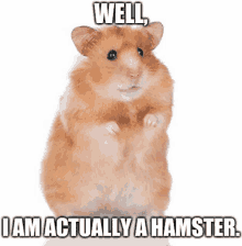 Hamster Robot Who Are Hamster GIF - Hamster Robot Who Are Hamster Meme GIFs