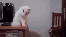 Cat Push Off GIF - Cat Push Off Pushing GIFs