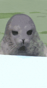 a close up of a seal 's face with a blue stripe on its nose