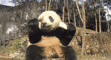 Panda Kristel GIF - Panda Kristel Shocked GIFs