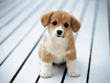 Puppy GIF - Puppy GIFs