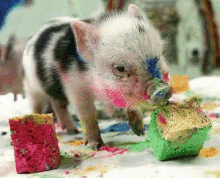 Cuteness Overload  GIF - Pig Piggies Piggy GIFs