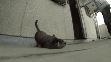 a cat is walking in front of a building with a man standing behind it