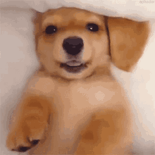 Doggo Flirty GIF - Doggo Flirty Puppy GIFs