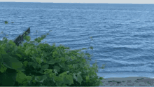 a large body of water with a few plants in the foreground and a fence in the background