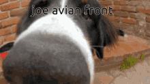 Joe Avian Front GIF - Joe Avian Front The Avian Front GIFs