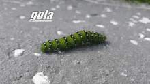 Gola Caterpillar GIF - Gola Caterpillar Zoom GIFs