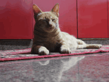 Mayur Ginger Cat GIF - Mayur Ginger Cat Mayur_og GIFs