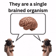 two pugs are holding a speech bubble with the words " they are a single brained organism " on it