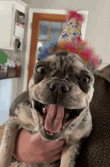 Frenchie Dogs GIF - Frenchie Dogs GIFs