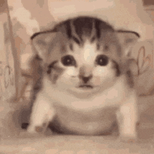 Baffled Cat GIF - Baffled Cat Baffled Cat GIFs
