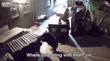 Bear Steals Dumpster GIF - Bear Thief Steals GIFs