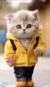 a kitten is wearing a yellow jacket and jeans .
