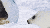 a seal and a baby seal are looking at each other in the snow ..