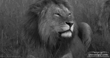 lion roar king of the jungle fierce whatever