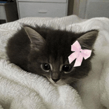 a kitten with a pink bow on its head is laying on a white blanket