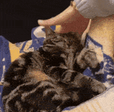 Cat Squishy GIF - Cat Squishy Squishy Cat GIFs