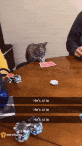 a cat is sitting at a table with playing cards and chips .