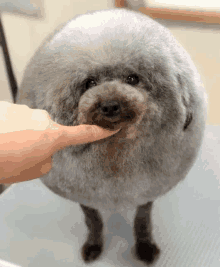 a person is petting a small gray dog that looks like a sphere .