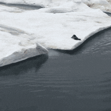 a penguin is on a piece of ice in the water