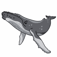 humpback hump