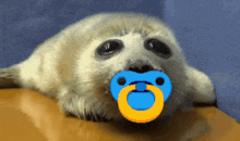 a seal with a pacifier in its mouth looks at the camera