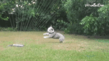 Dog The Pet Collective GIF - Dog The Pet Collective Hopping GIFs