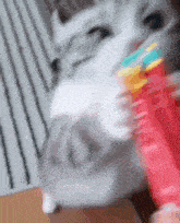 a close up of a cat eating a candy